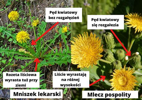 mlewcze|mlecz właściwości lecznicze.